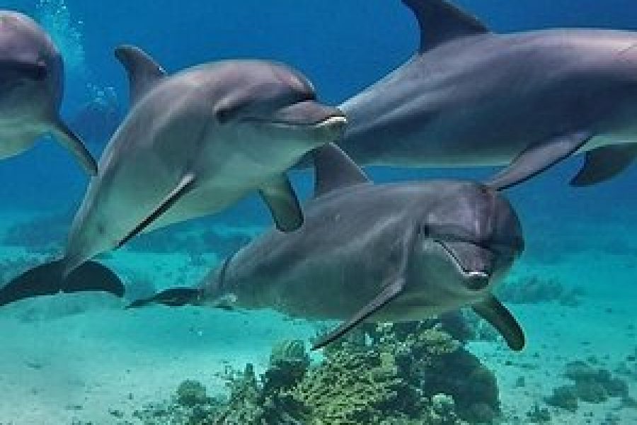 snorkeling at dolphin house from marsa alam